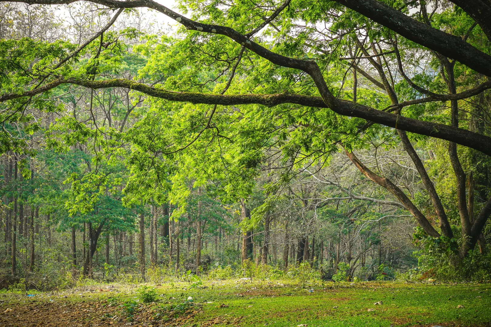 The Go Green with Taiwan project