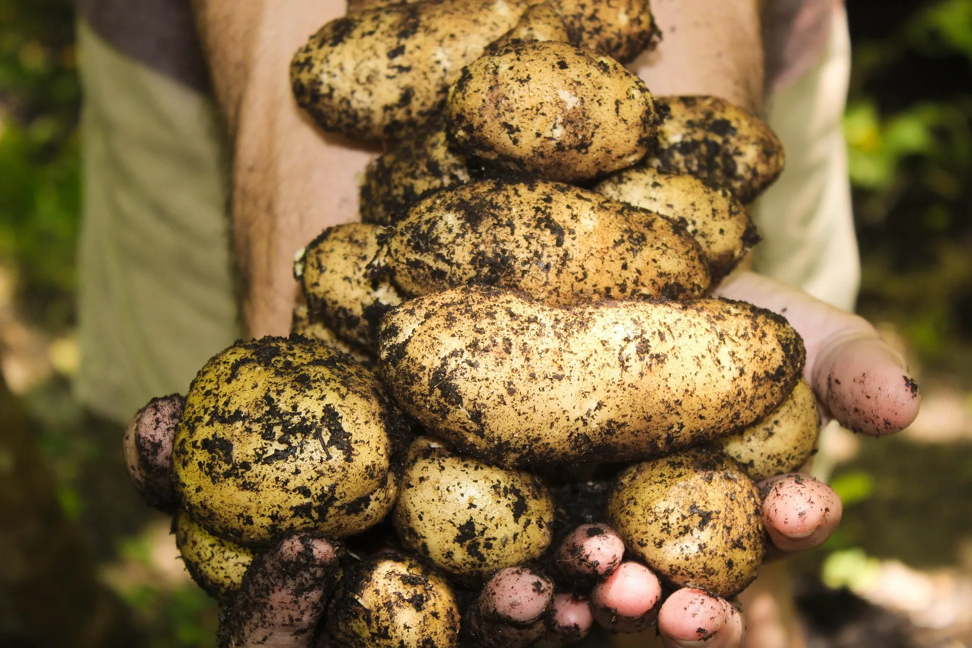 Growing a Sustainable Future